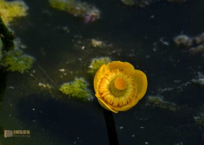 Federsee bei Bad Buchau