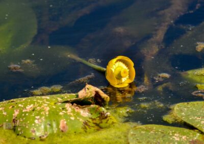 Federsee bei Bad Buchau