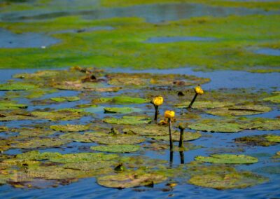 Federsee bei Bad Buchau