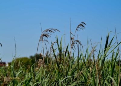 Natur am Federsee bei Bad Buchau