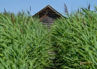 Federsee bei Bad Buchau