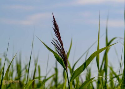 Natur am Federsee bei Bad Buchau