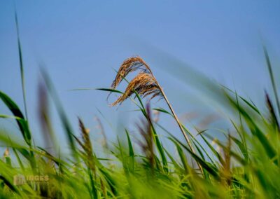 Natur am Federsee bei Bad Buchau