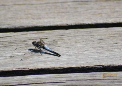 Libelle am Federsee bei Bad Buchau