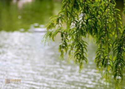 Schlosspark Bad Rappenau
