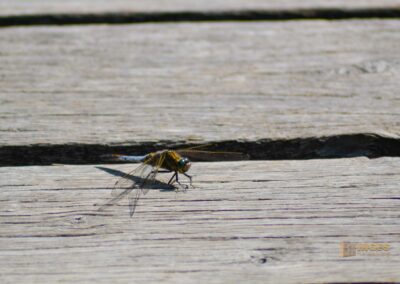 Libelle am Federsee bei Bad Buchau