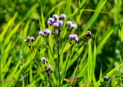 Natur am Federsee bei Bad Buchau