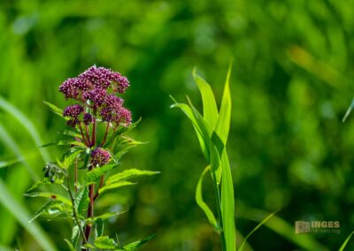 Natur am Federsee bei Bad Buchau