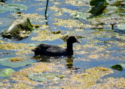 Tierwelt am Federsee bei Bad Buchau