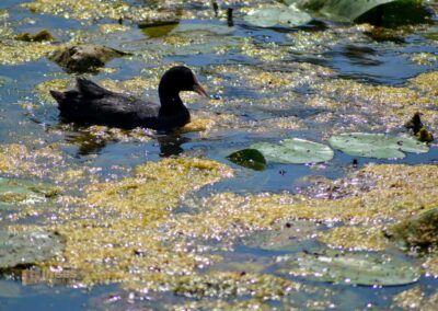 Tierwelt am Federsee bei Bad Buchau