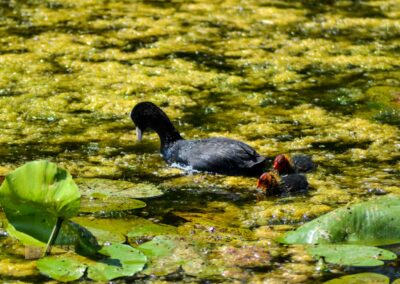 Tierwelt am Federsee bei Bad Buchau