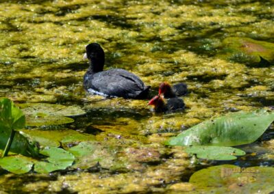Tierwelt am Federsee bei Bad Buchau