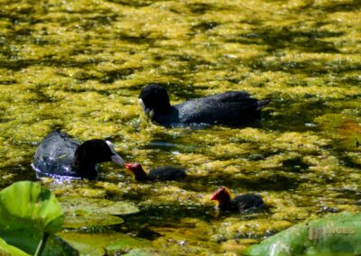 Tierwelt am Federsee bei Bad Buchau
