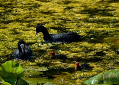 Tierwelt am Federsee bei Bad Buchau