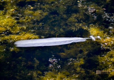 Tierwelt am Federsee bei Bad Buchau
