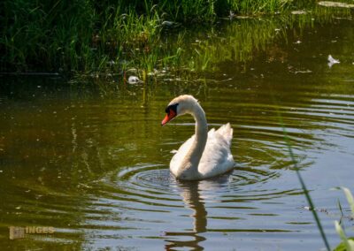 Tierwelt am Federsee bei Bad Buchau