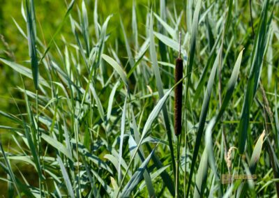 Natur am Federsee bei Bad Buchau