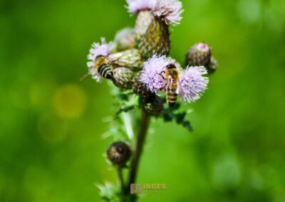 Schlosspark Bad Rappenau