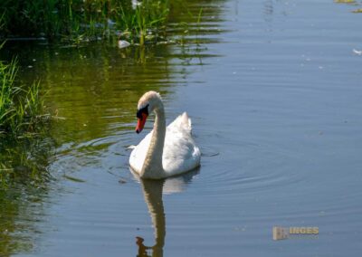 Tierwelt am Federsee bei Bad Buchau