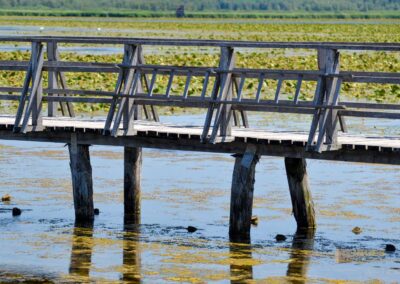 Federsee bei Bad Buchau