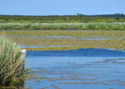 Federsee bei Bad Buchau