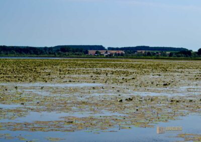 Federsee bei Bad Buchau