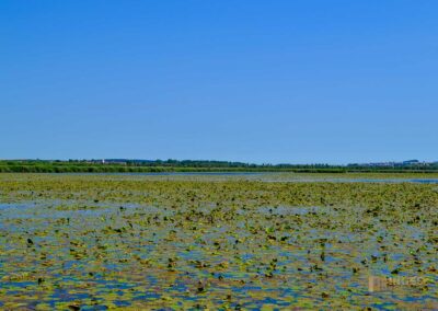Federsee bei Bad Buchau