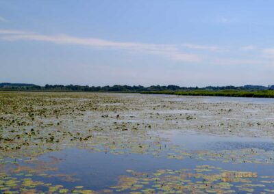 Federsee bei Bad Buchau