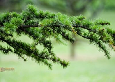 Schlosspark Bad Rappenau