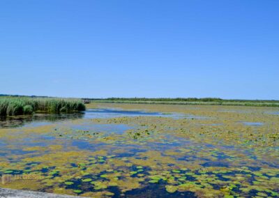 Federsee bei Bad Buchau
