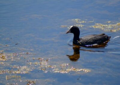 Tierwelt am Federsee bei Bad Buchau