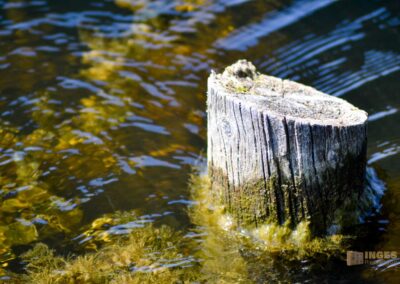 Federsee bei Bad Buchau