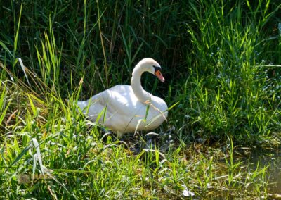 Tierwelt am Federsee bei Bad Buchau