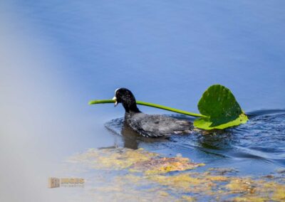 Tierwelt am Federsee bei Bad Buchau