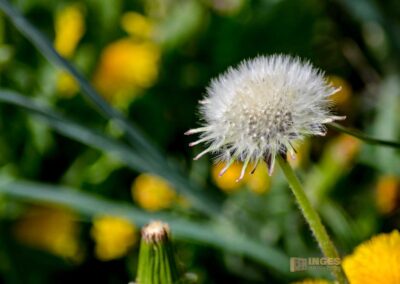 Schloss Lichtenstein 40 Schloss Lichtenstein