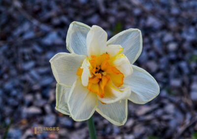 Stadtgarten Schwäbisch Gmünd