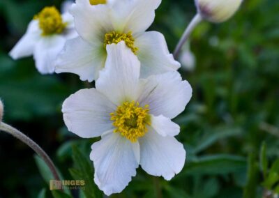 Stadtgarten Schwäbisch Gmünd