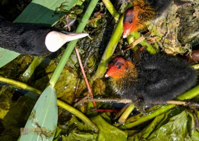 Tierwelt am Federsee bei Bad Buchau
