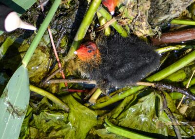 Tierwelt am Federsee bei Bad Buchau