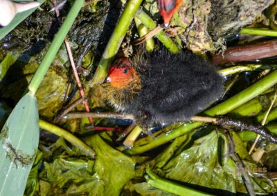 Tierwelt am Federsee bei Bad Buchau
