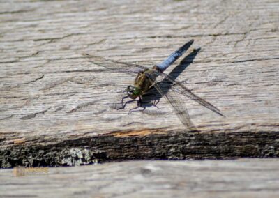 Libelle am Federsee bei Bad Buchau