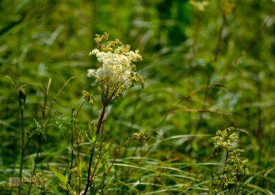 Natur am Federsee bei Bad Buchau