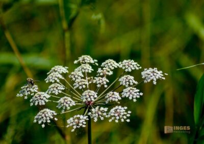 Natur am Federsee bei Bad Buchau