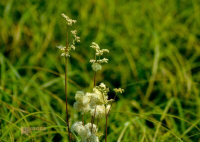 Natur am Federsee bei Bad Buchau