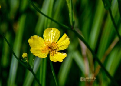 Natur am Federsee bei Bad Buchau