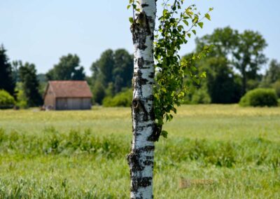 Natur am Federsee bei Bad Buchau