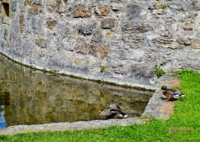 Stadtgraben Bad Wimpfen