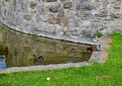 Stadtgraben Bad Wimpfen