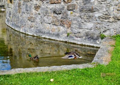Stadtgraben Bad Wimpfen