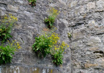 Zwinger im Stadtgraben Bad Wimpfen